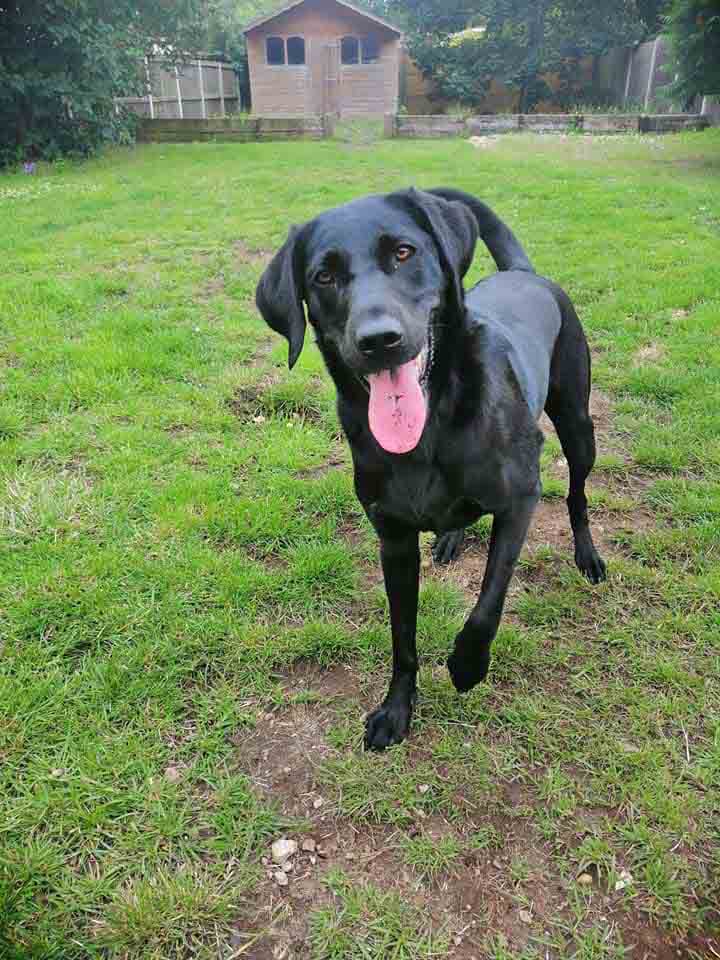 Happy Dog - Maccy G Pets