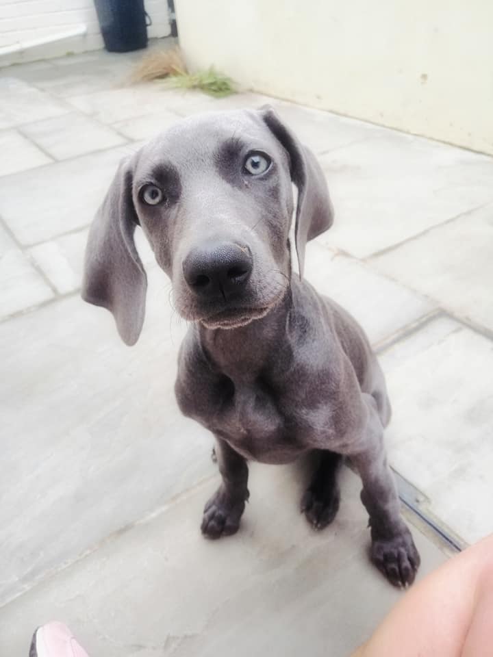 Happy Dog - Maccy G Pets