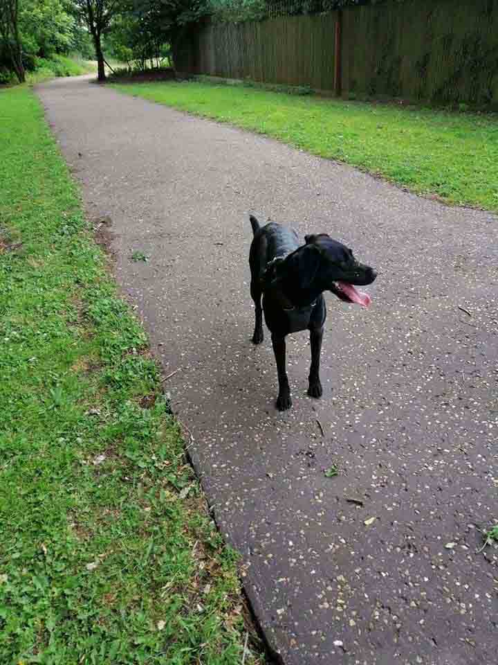 Happy Dog - Maccy G Pets