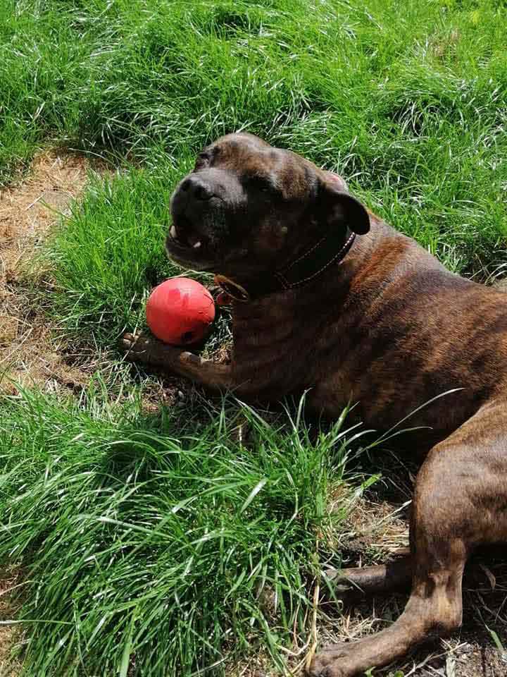 Happy Dog - Maccy G Pets