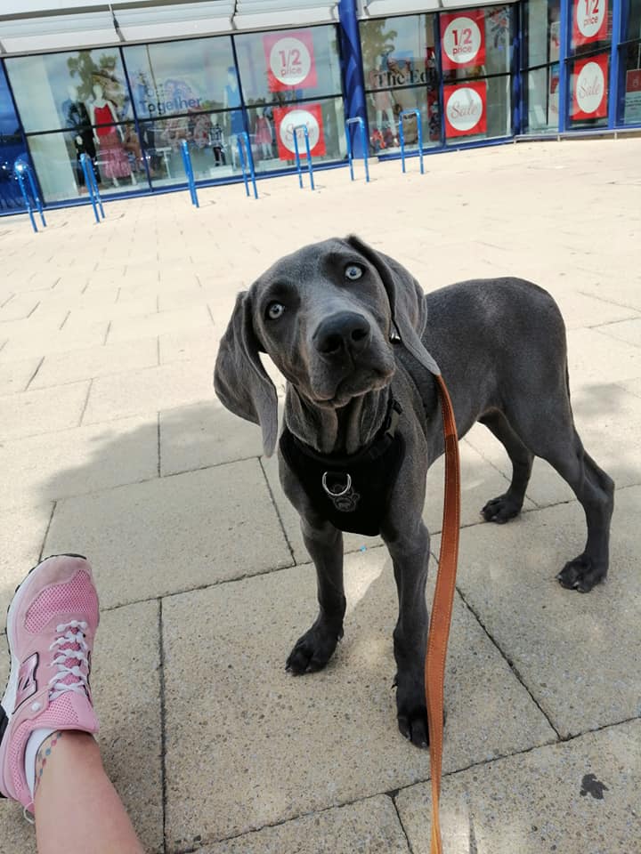 Happy Dog - Maccy G Pets