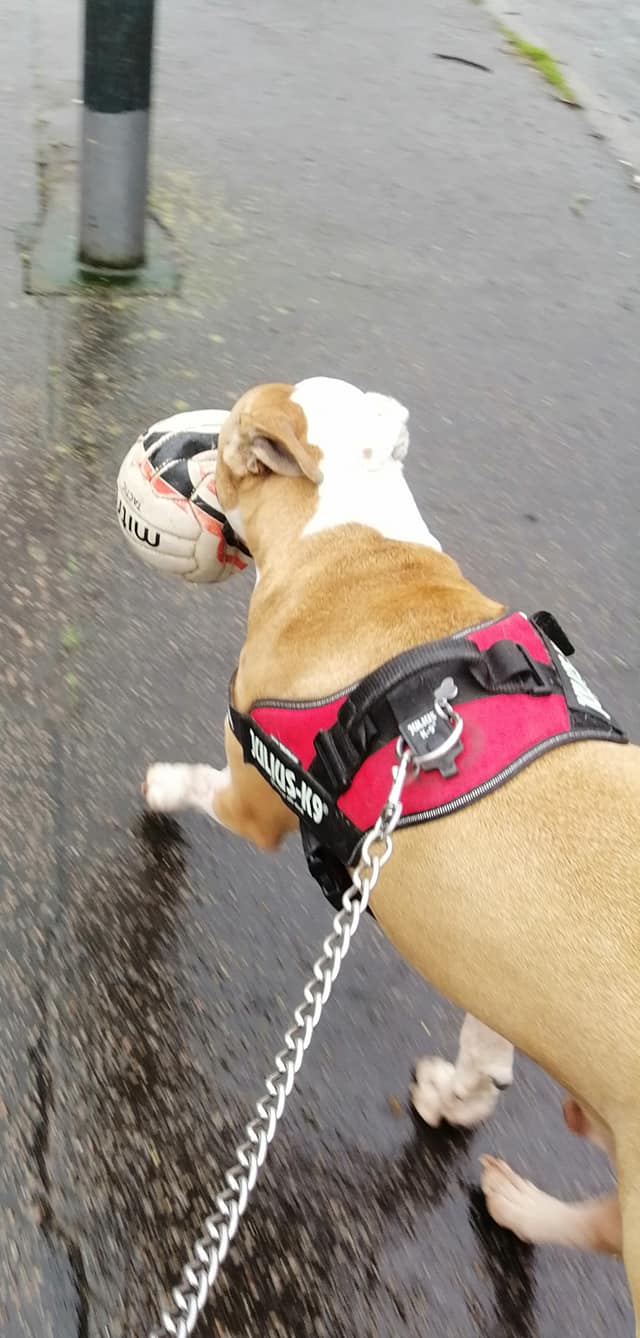 Happy Dog - Maccy G Pets