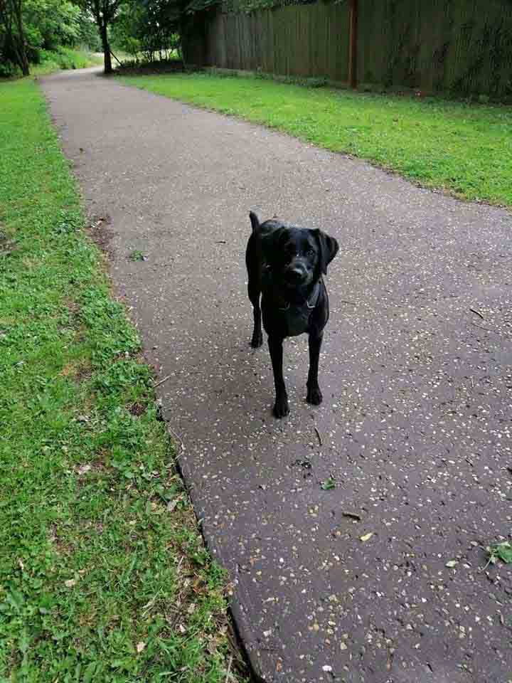 Happy Dog - Maccy G Pets