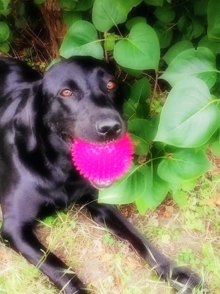 Happy Dog - Maccy G Pets