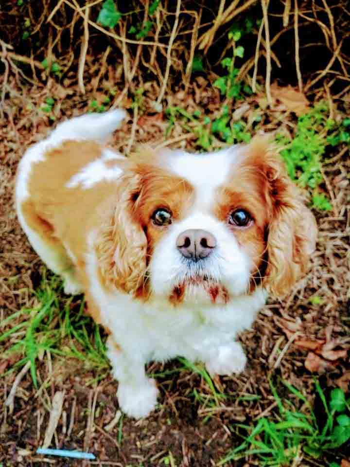 Happy Dog - Maccy G Pets