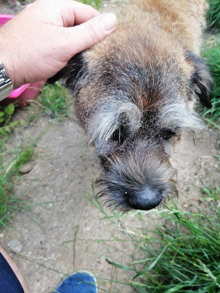 Happy Dog - Maccy G Pets