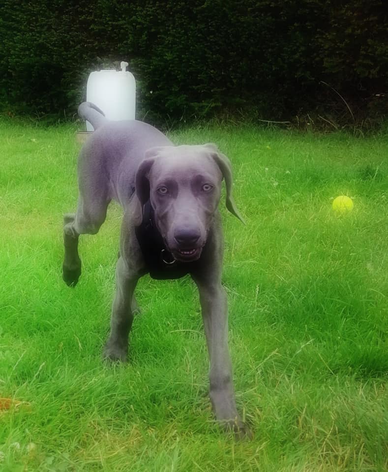 Happy Dog - Maccy G Pets