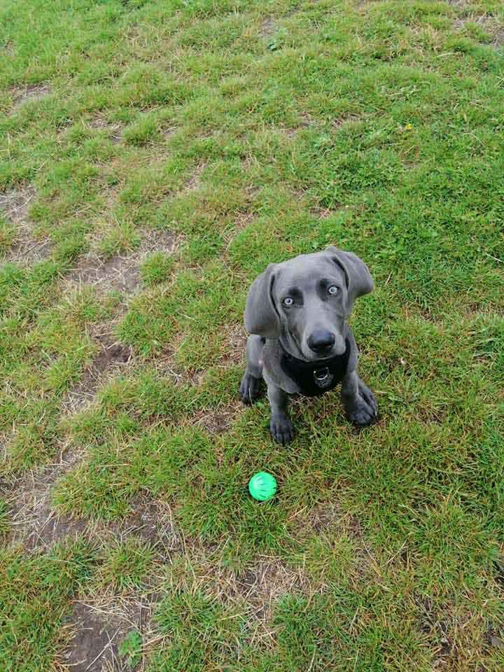 Happy Dog - Maccy G Pets