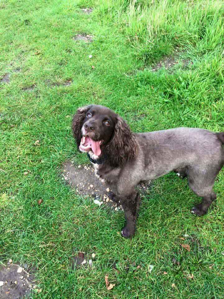 Happy Dog - Maccy G Pets