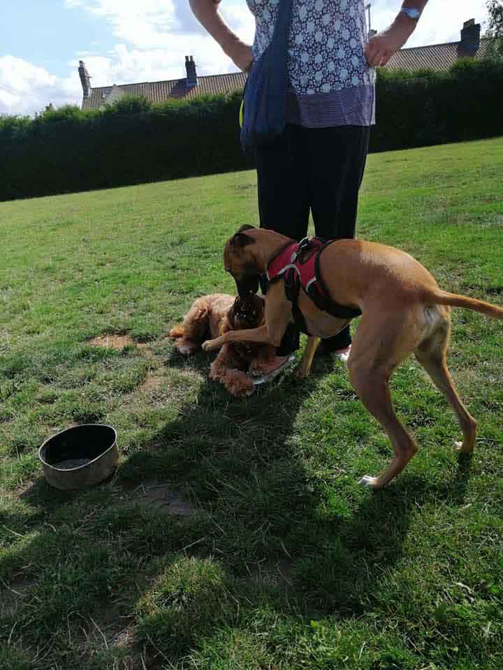 Happy Dog - Maccy G Pets