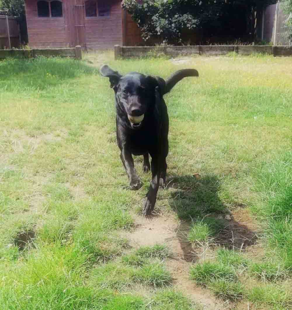 Happy Dog - Maccy G Pets