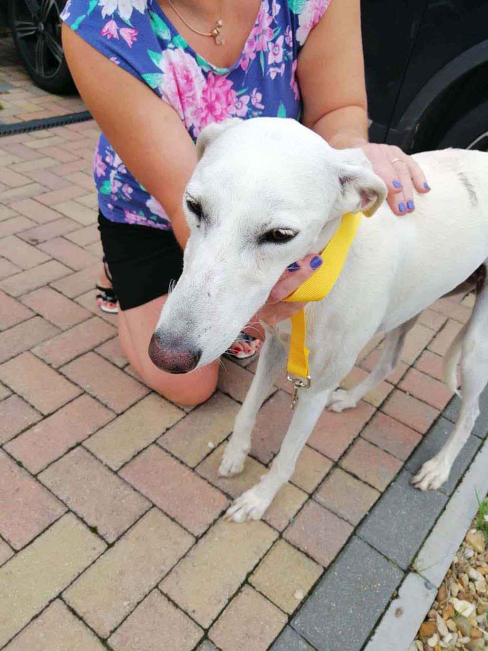 Happy Dog - Maccy G Pets