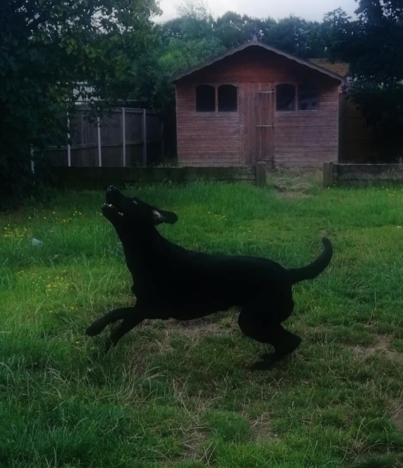 Happy Dog - Maccy G Pets