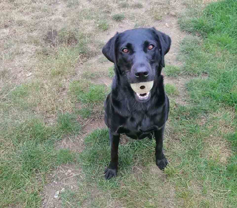 Happy Dog - Maccy G Pets