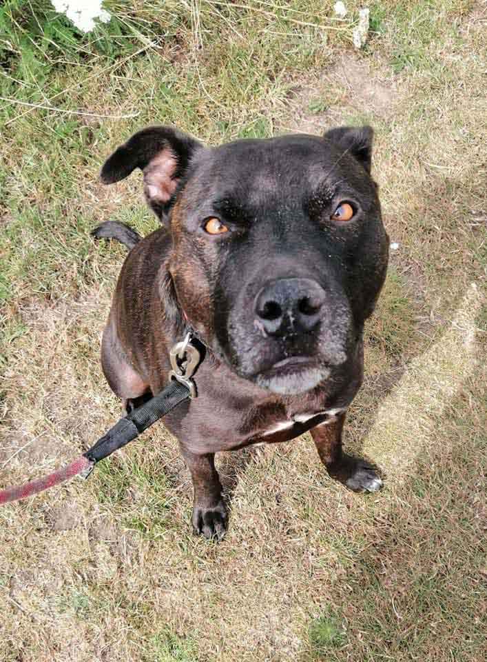 Happy Dog - Maccy G Pets