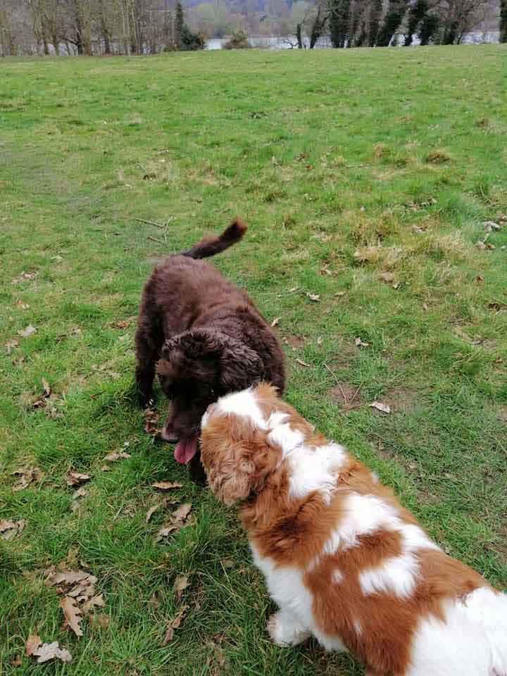 Happy Dog - Maccy G Pets