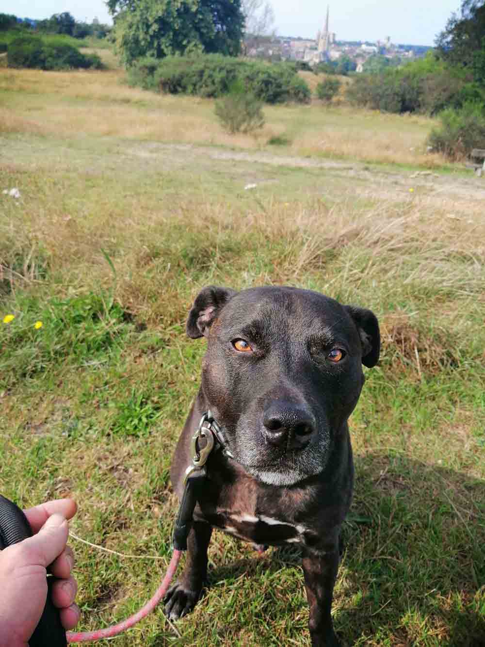 Happy Dog - Maccy G Pets