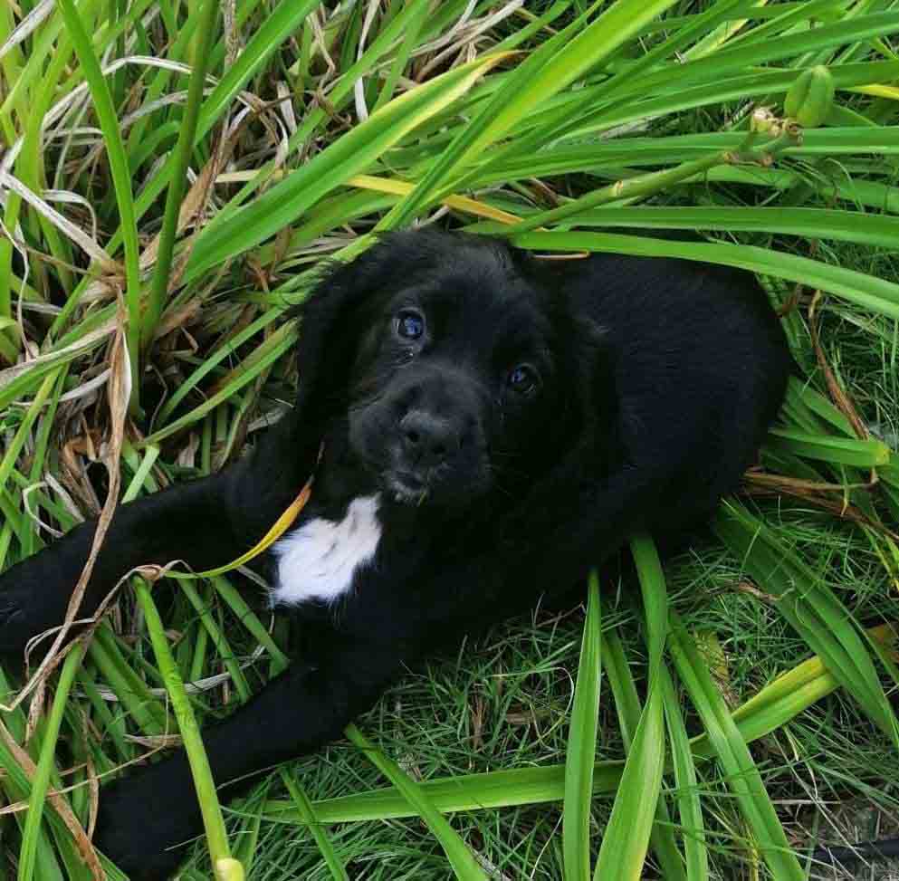 Happy Dog - Maccy G Pets