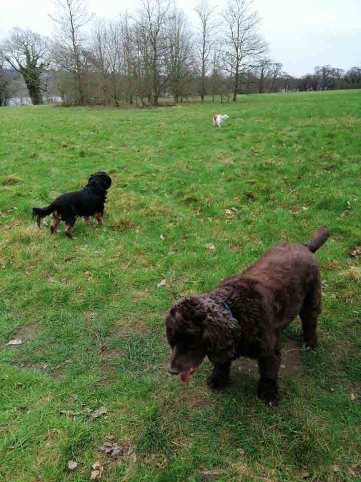 Happy Dog - Maccy G Pets