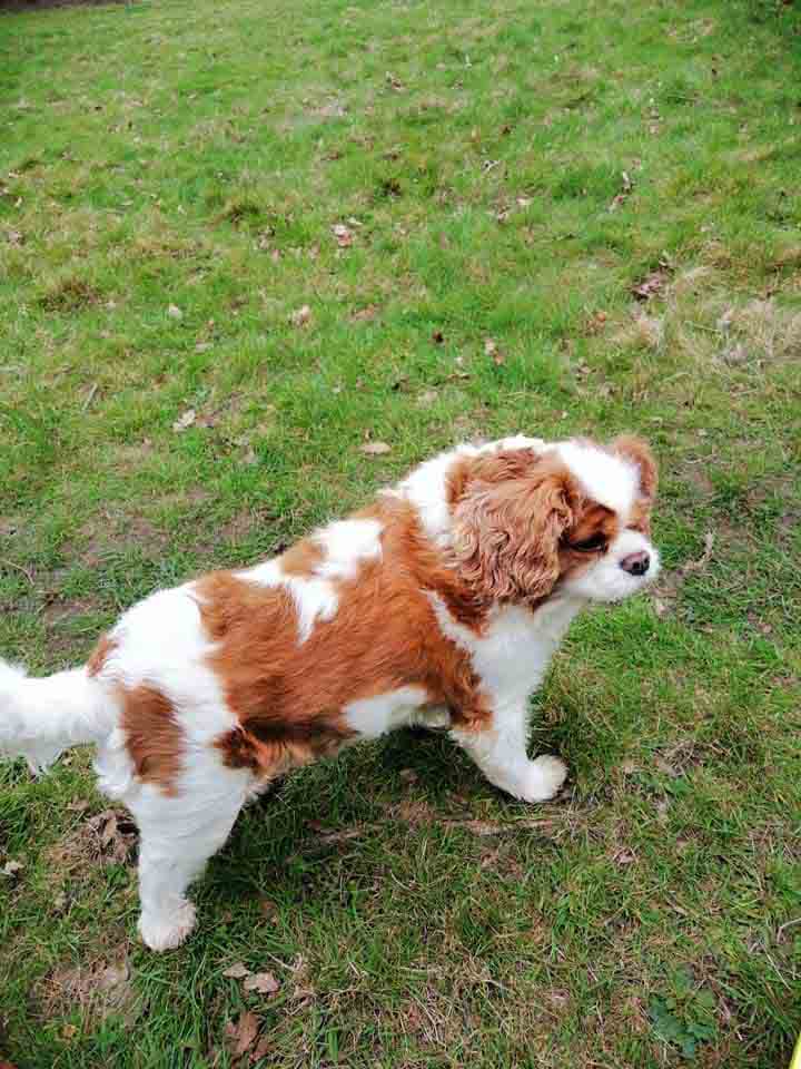 Happy Dog - Maccy G Pets