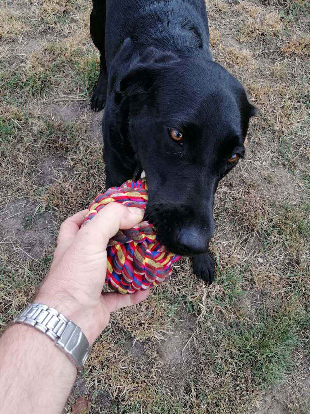 Happy Dog - Maccy G Pets