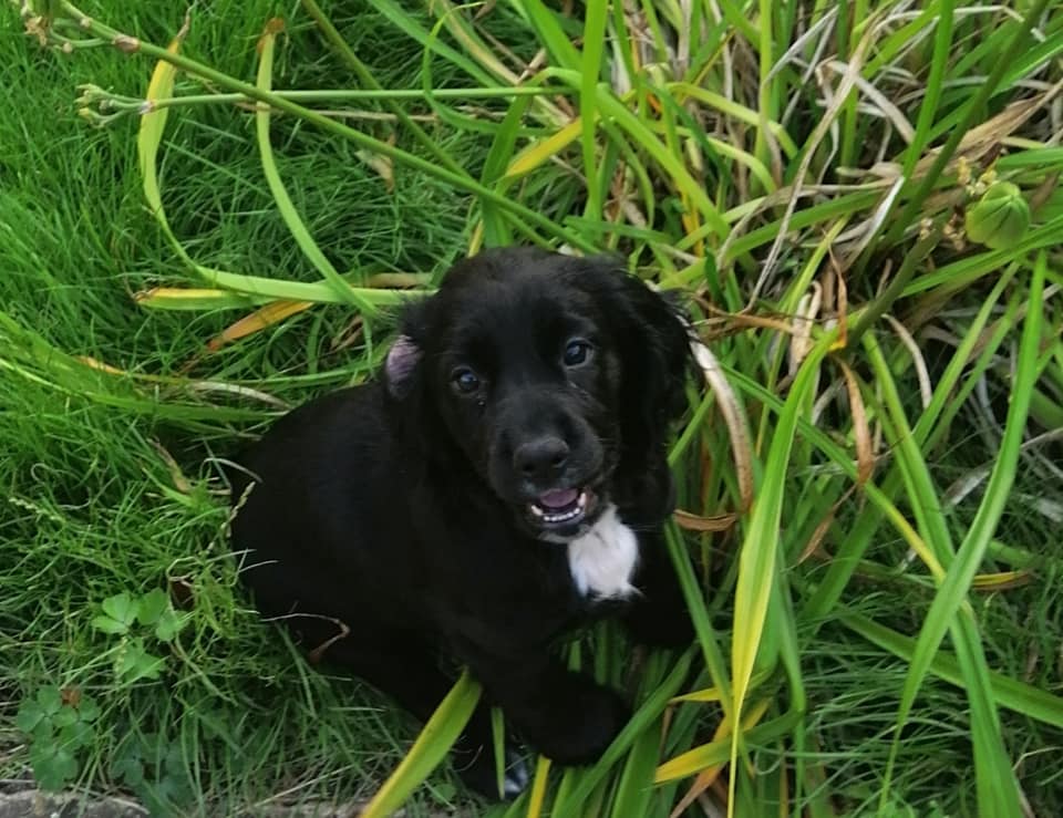 Happy Dog - Maccy G Pets