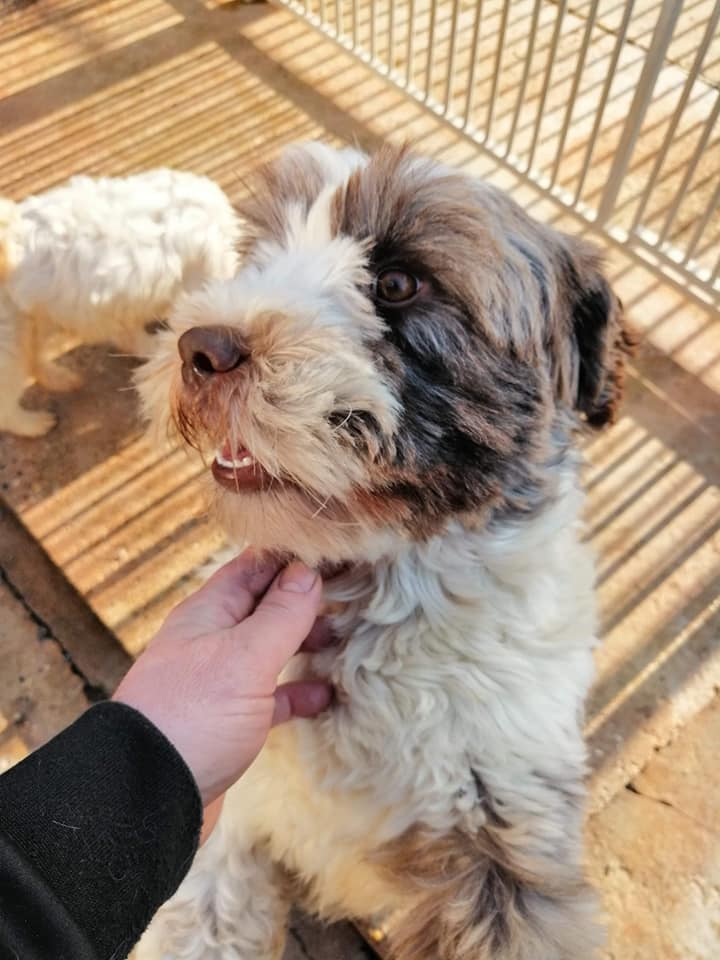 Happy Dog - Maccy G Pets