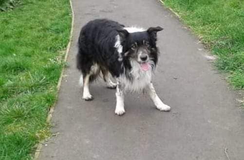 Happy Dog - Maccy G Pets