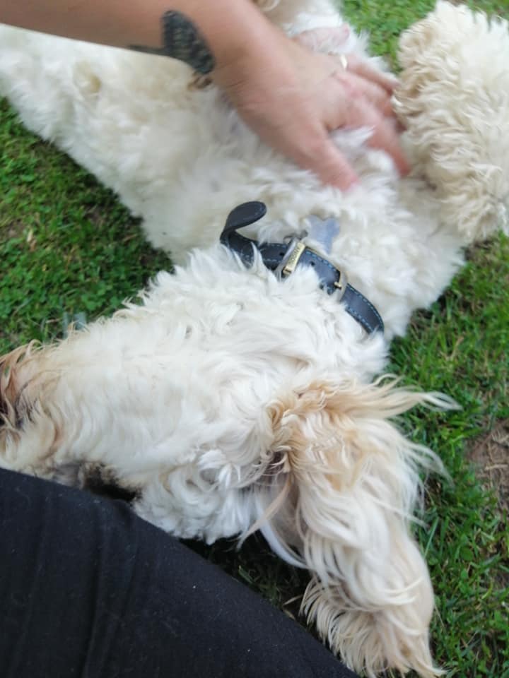 Happy Dog - Maccy G Pets