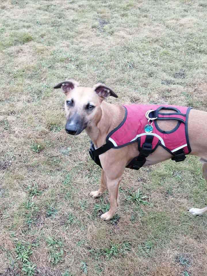 Happy Dog - Maccy G Pets