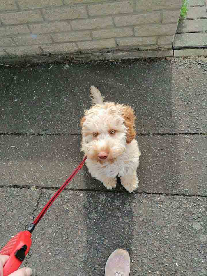 Happy Dog - Maccy G Pets