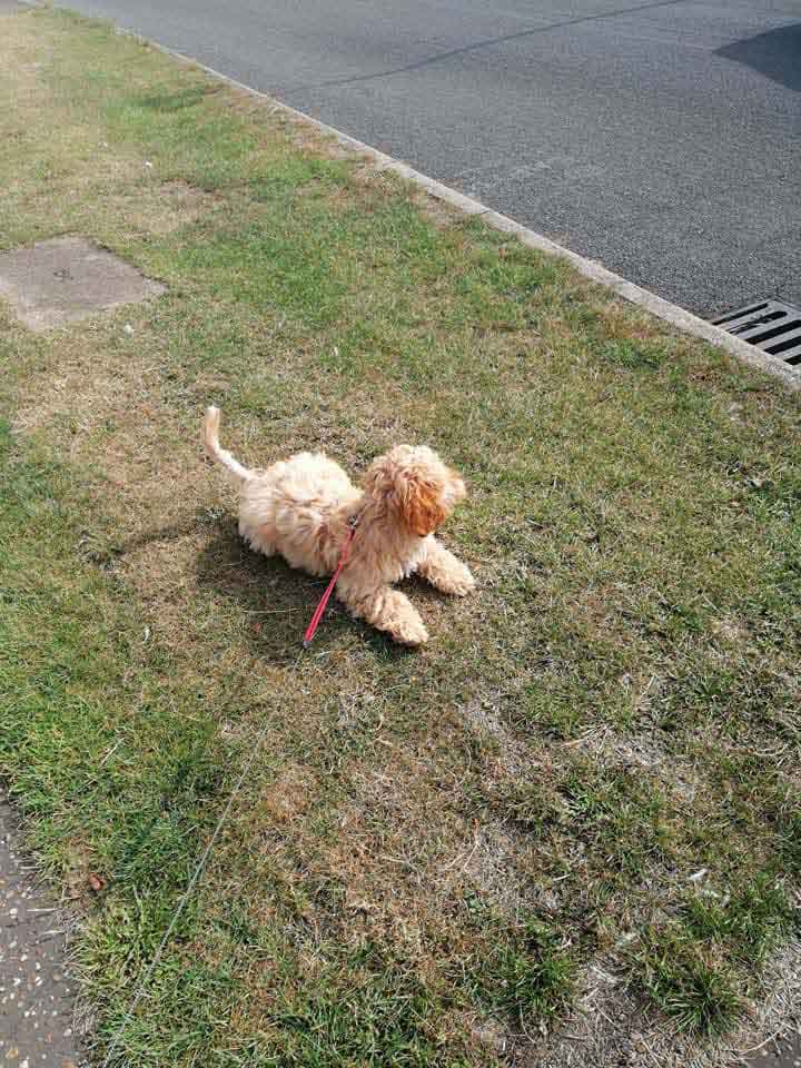 Happy Dog - Maccy G Pets