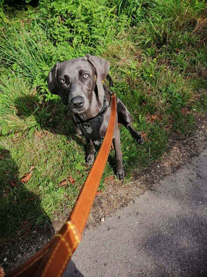 Happy Dog - Maccy G Pets