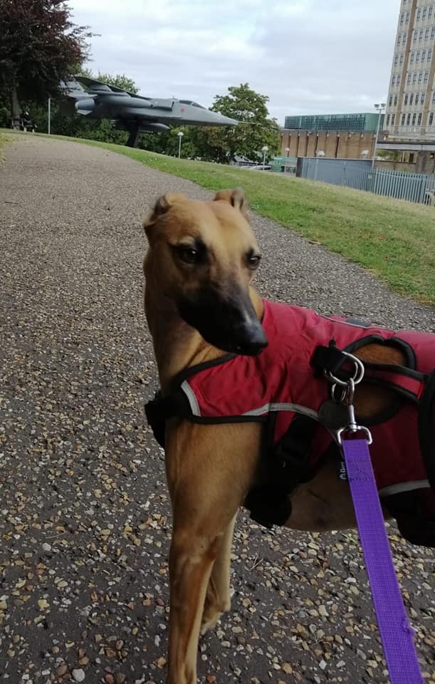 Happy Dog - Maccy G Pets