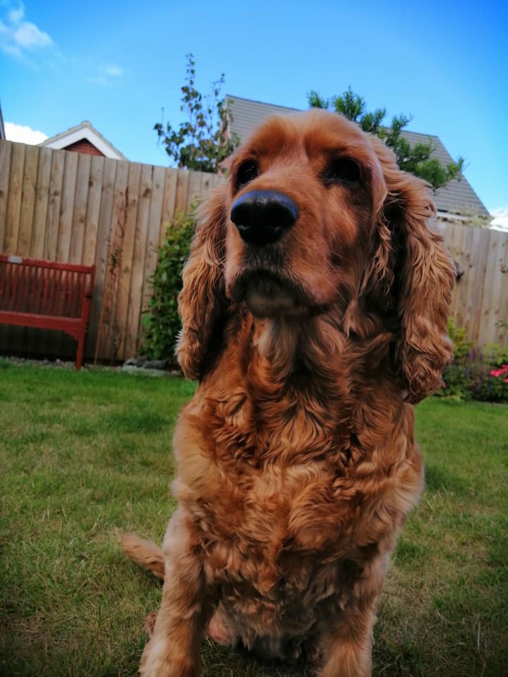 Happy Dog - Maccy G Pets