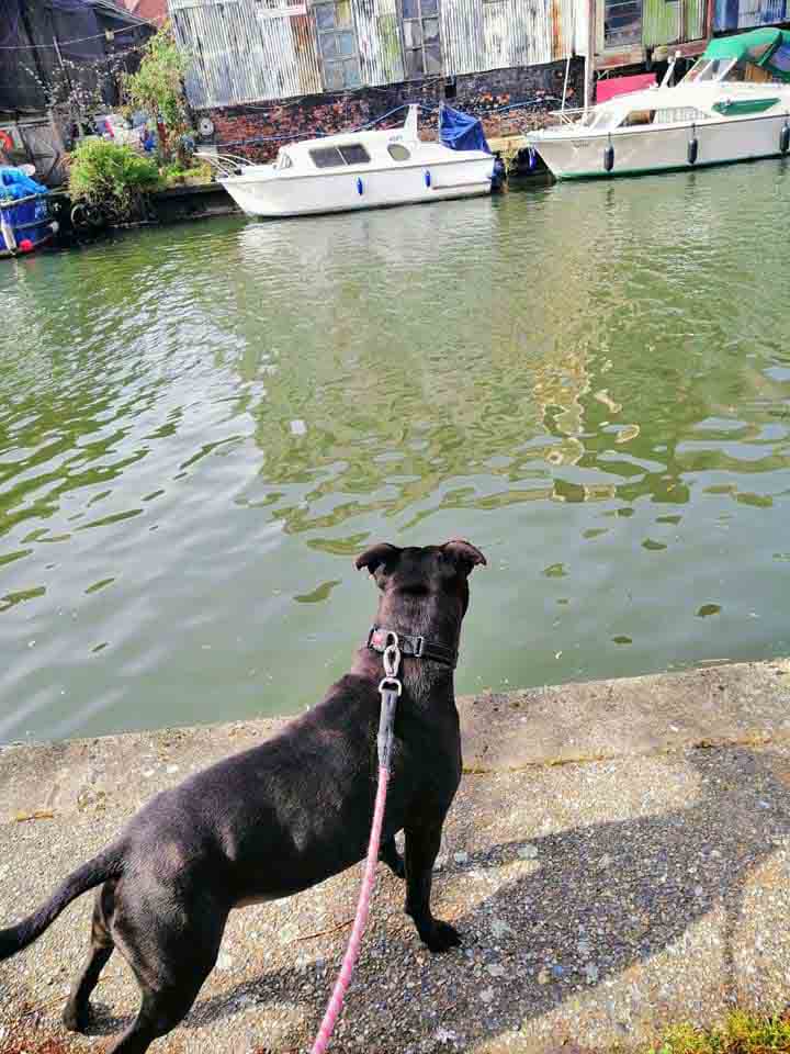 Happy Dog - Maccy G Pets