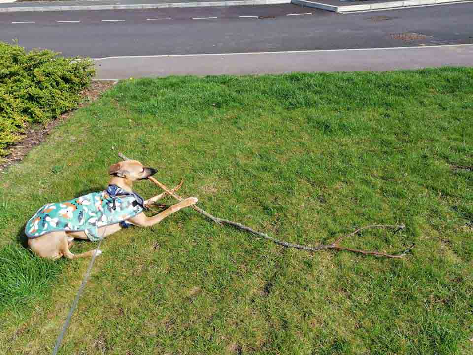 Happy Dog - Maccy G Pets