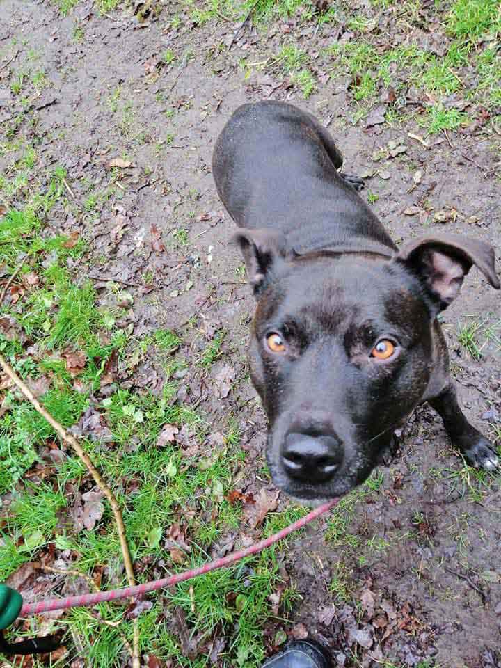 Happy Dog - Maccy G Pets