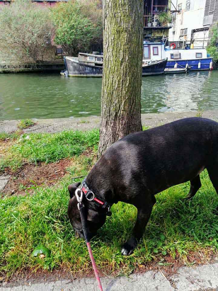 Happy Dog - Maccy G Pets