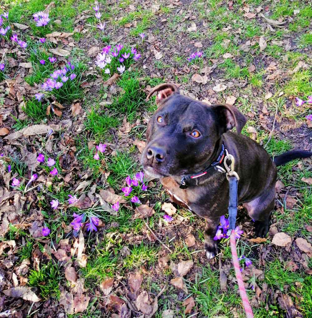 Happy Dog - Maccy G Pets