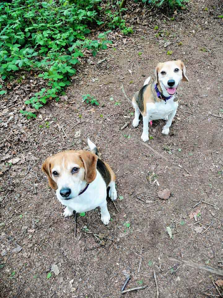 Happy Dog - Maccy G Pets