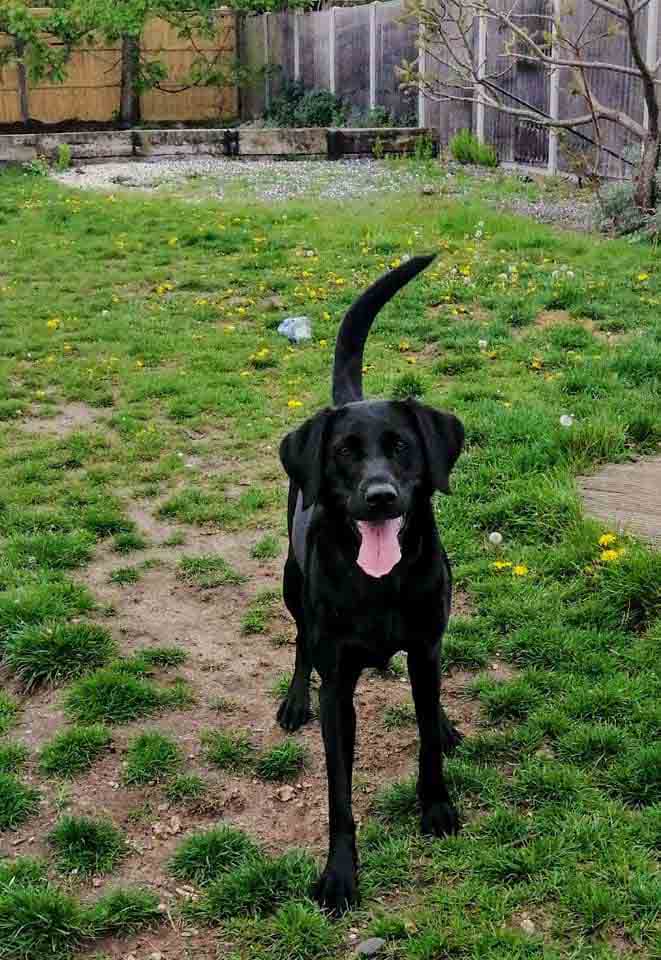 Happy Dog - Maccy G Pets