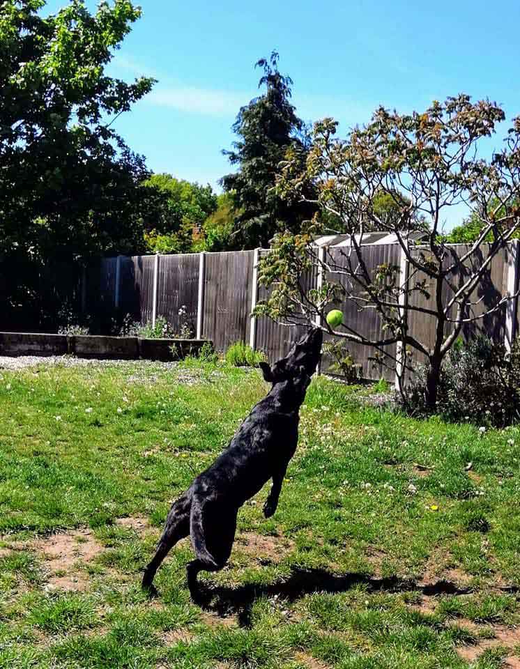 Happy Dog - Maccy G Pets