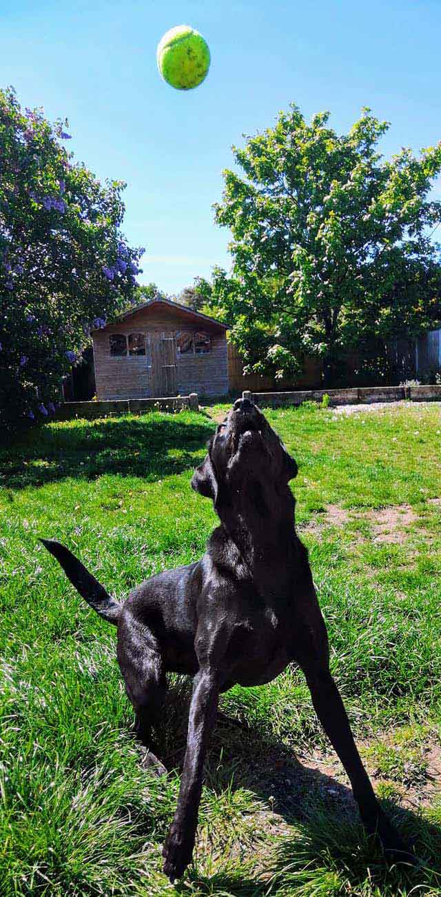 Happy Dog - Maccy G Pets