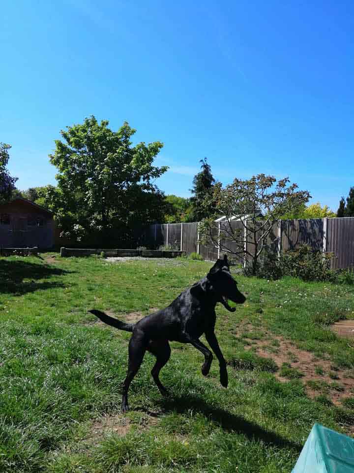 Happy Dog - Maccy G Pets