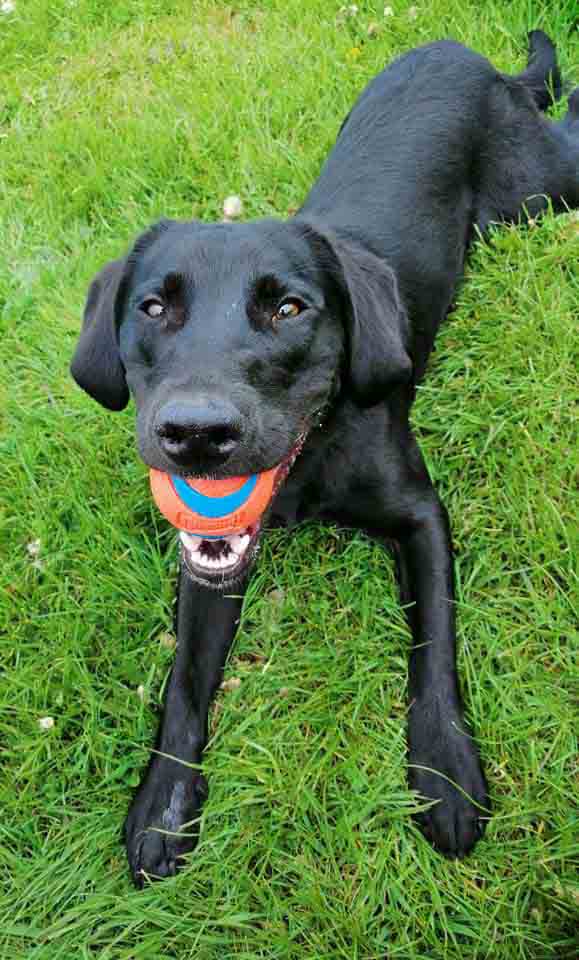 Happy Dog - Maccy G Pets