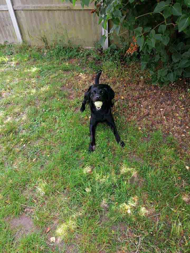 Happy Dog - Maccy G Pets