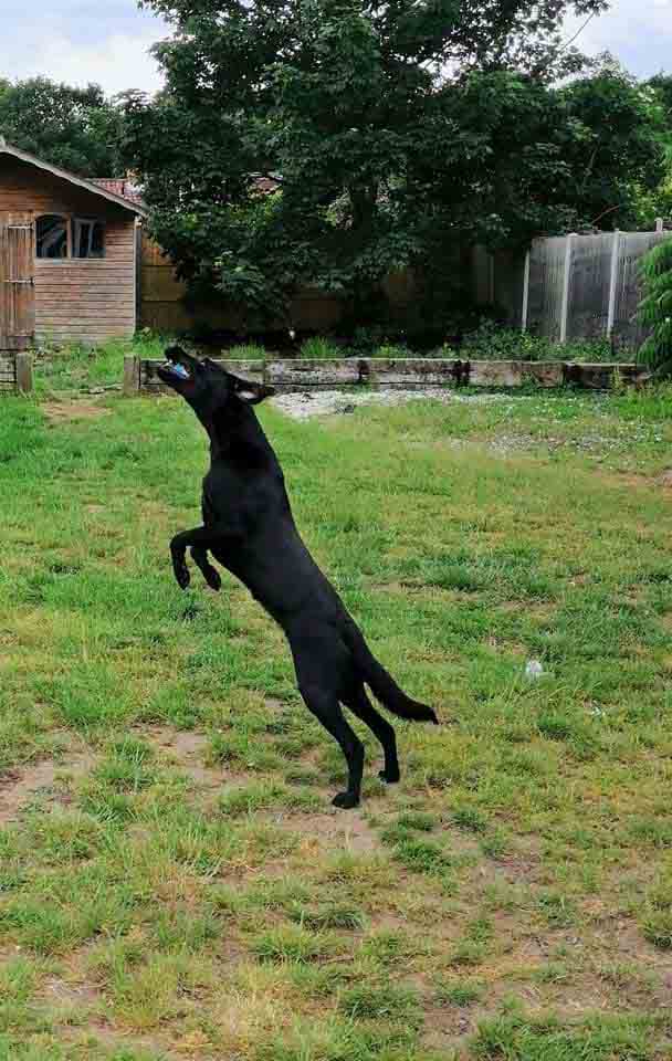 Happy Dog - Maccy G Pets