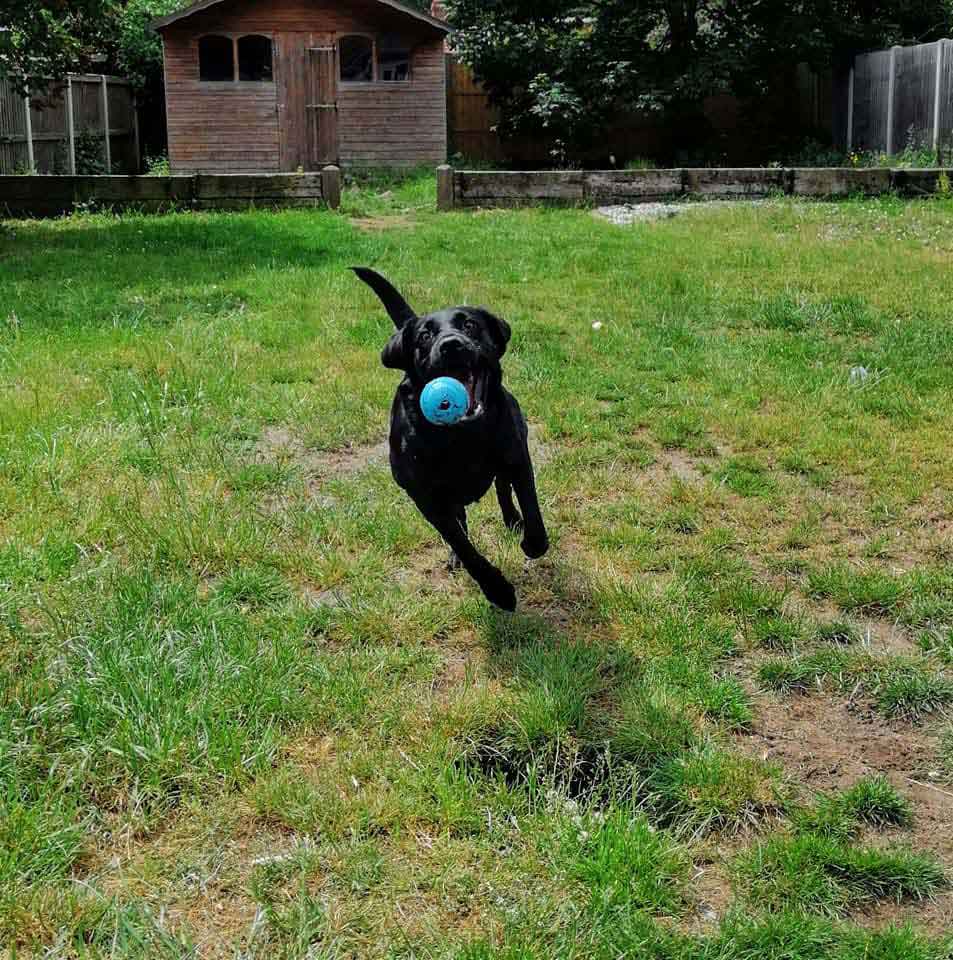 Happy Dog - Maccy G Pets