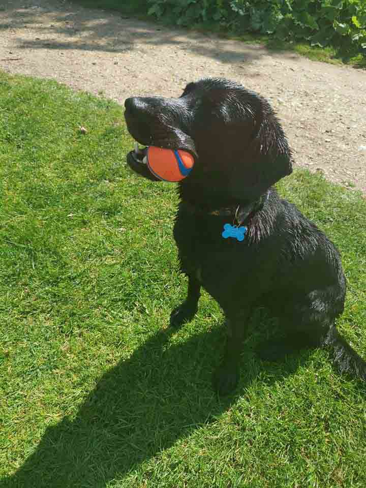 Happy Dog - Maccy G Pets